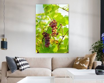 Trossen rode druiven in een wijngaard in herfstlicht van Sjoerd van der Wal