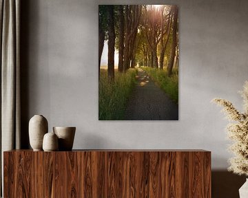 Tree path with evening sun