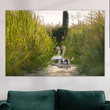 Couple de cygnes avec jeunes dans un fossé étroit.
