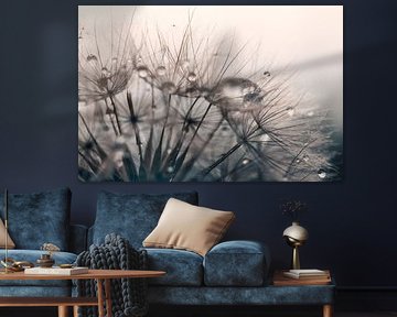 Löwenzahnflaum mit Tropfen