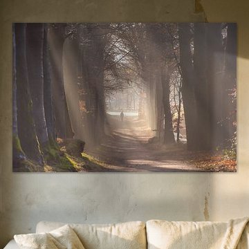 mist in autumn forest