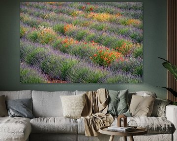 Poppies and Lavender by Lars van de Goor