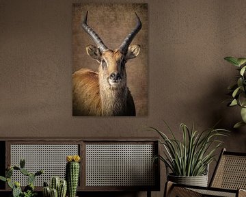 Antilope Porträt von Marjolein van Middelkoop