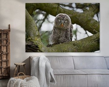 Ural Owl by Vrije Vlinder Fotografie