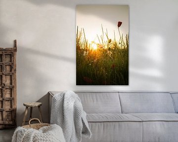 Mohn mit Morgenlicht von Rossum-Fotografie