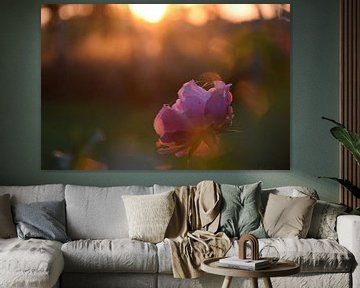 Sunset Rose van Ingrid de Vos - Boom