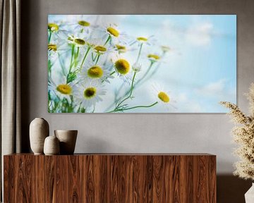 vele kamillebloemen sluiten omhoog