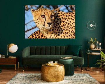 Le guépard, la faune du parc national d'Etosha en Namibie.