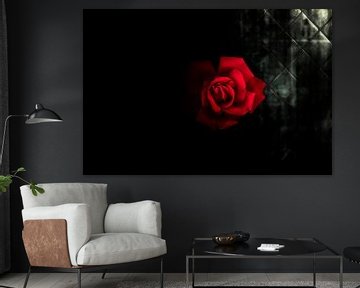 dark red rose by Ribbi