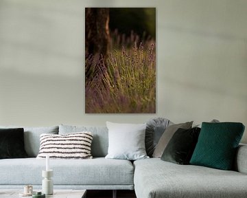 Blühender Lavendel in der goldenen Stunde des Sonnenlichts von Mayra Fotografie