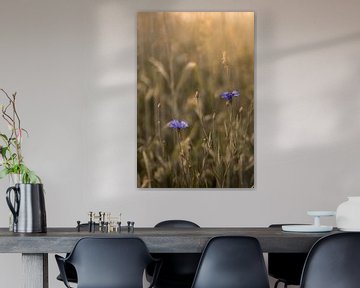 Cornflowers in sunny wheat field by Mayra Fotografie