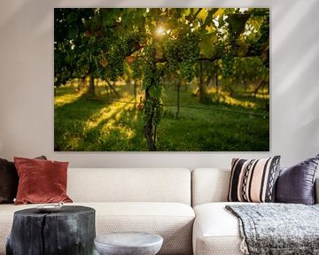 Sunrise in the vineyard by Annemarie Goudswaard