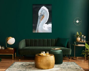 Pelican van Oliver Hackenberg