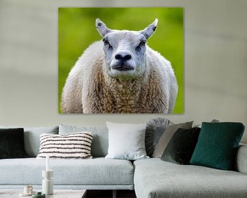 Schaap portret van MPA ARTS