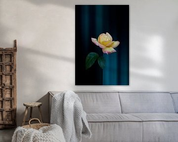 Yellow rose on blue black background by Ribbi