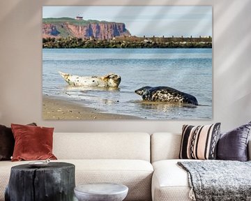 Grijze zeehonden op het strand van het Noordzee-eiland Helgoland