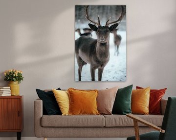 Winter Deer by Oliver Hackenberg