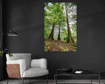 Les arbres dans le Tilburgse Wandelbos sur Mark Bolijn