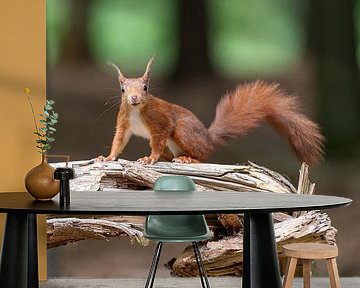 Squirrel in the woods by Mark Bolijn