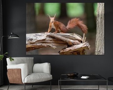 Écureuil dans les bois sur Mark Bolijn