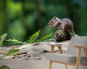 Ground squirrel by Mark Bolijn