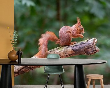 Portrait of a squirrel by Mark Bolijn
