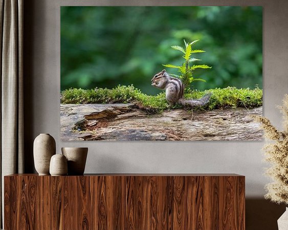 Aperçu de la chambre