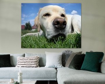 A tired dog outdoor. by Thomas Kaltofen