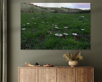 Feld mit Pilzen