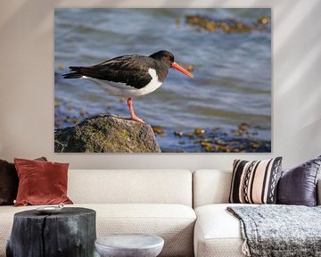 Oystercatcher by Joost van Doorn