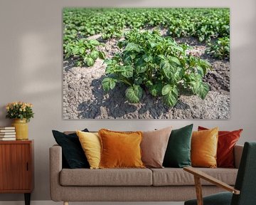 Frisgroene aardappelplant in het voorjaar van Ruud Morijn