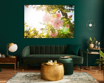 Rose rose sur Dorien Luijten