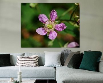 Eine rosa blühende Brombeere.