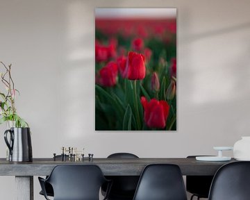 Wunderschöne rote Tulpen von Michel Lumiere