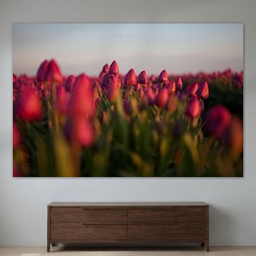 Tulpenfeld am Abend von Michel Lumiere