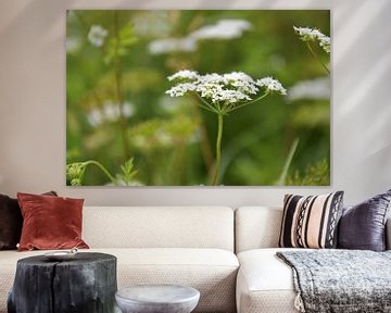 White Cow Parsley by Ingrid Bargeman