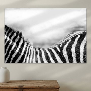 Afrika Zebra zwart wit