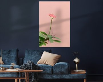 Rosa Blume gegen korallenrosa Wand | Botanisches Bild von Mirjam Broekhof