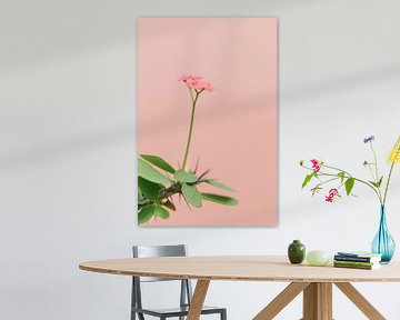 Rosa Blume gegen korallenrosa Wand | Botanisches Bild von Mirjam Broekhof