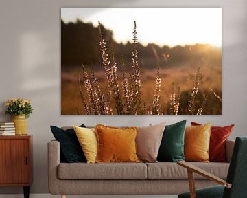 flower on heath in limburg with sunrise