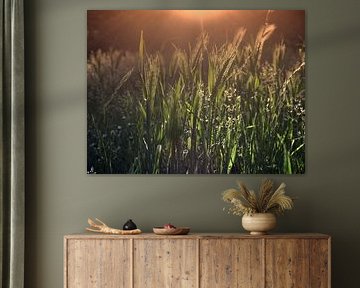 Graan bij zonsopgang