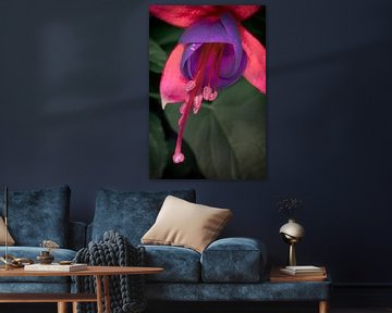 Fuchsia sur Jan van der Knaap