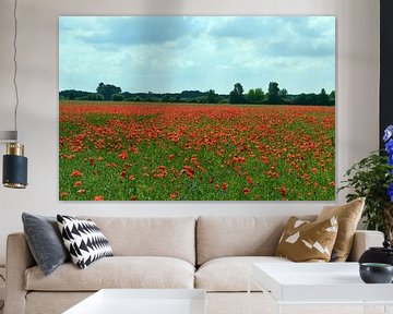 Poppy Field by Peter Schmidt