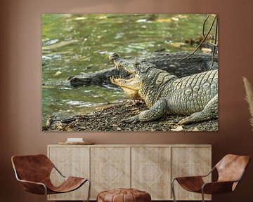 Krokodillen van Kachikally, Gambia, van Peter Schickert