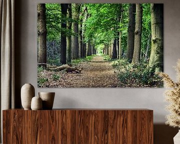 Oranjewoud in Heerenveen, kleur