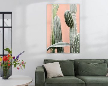 Cactussen tegen koraal roze muur III | Cactus | Botanische foto