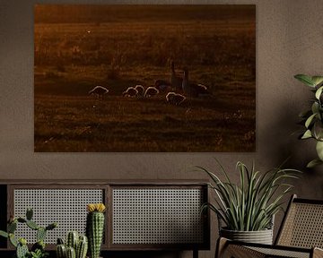 Family of geese in backlight, with light fringes by Anne Ponsen