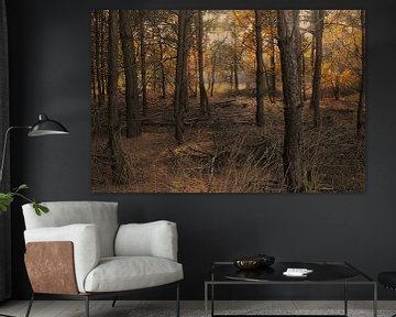 vue sur une forêt aux couleurs d'automne