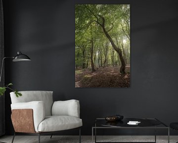Dansende bomen van Marian van der Kallen Fotografie