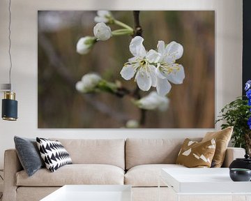 Twin flower